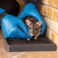 Rodent Control Beyond Pest Removal: Protecting the Structure of Your Home