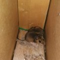 Why Ignoring Rodent Control Leads to Repeated HVAC Breakdowns