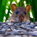 What do rodents hate?