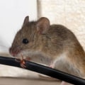 What is the best repellent for rodents?