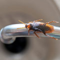 What is the best way to control pests?