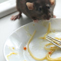 What are the ways of controlling rodents?