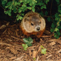 Why Groundhog Removal Is Essential For Comprehensive Rodent Control In Murfreesboro, TN