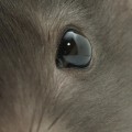 What odor do rodents hate?