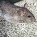 How much for rodent pest control?