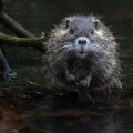 Effective Rat Control in Sheffield with Apex Pest Control