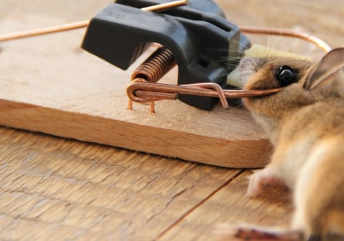 How do professionals get rid of rodents?
