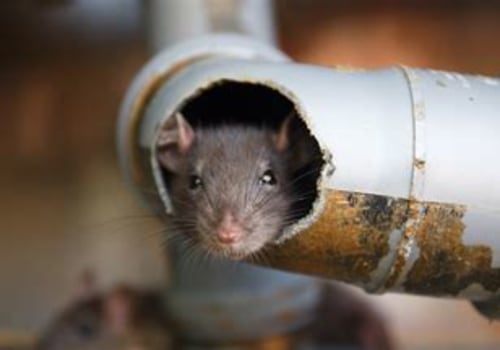 Rodent Control and the Subtle Role of Plumbing System Awareness