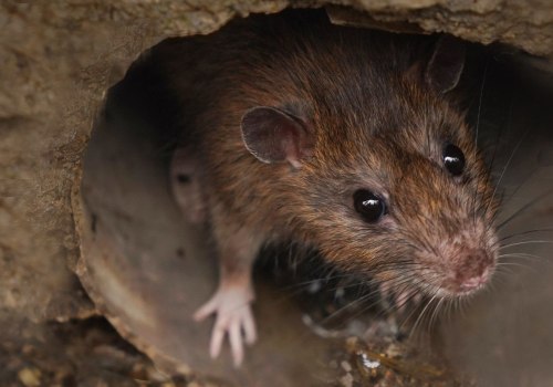 What do rodents hate the most?