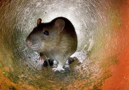 Why Rodent Control Requires Different Approaches for Urban vs. Rural Areas