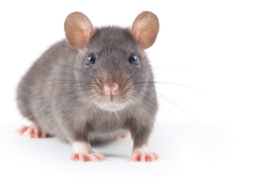 What smell do rats hate the most?