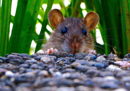 What do mice not like the smell of?