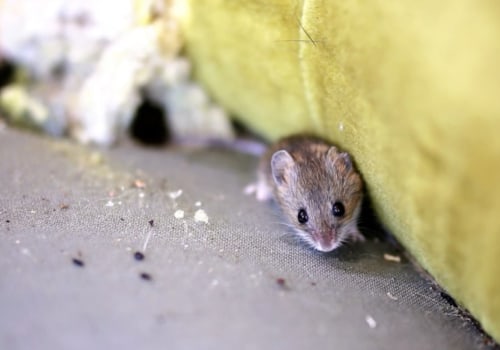 How do you keep rodents and bugs out of your house?