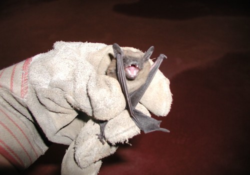 Keeping Bats And Rodents Out Of Your Montgomery, Texas Home