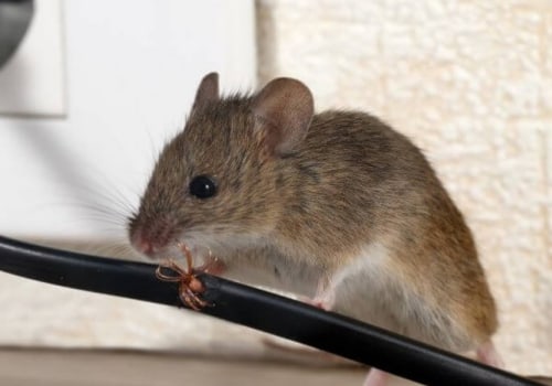 What is the best repellent to get rid of mice?
