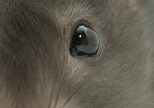 What scents will keep rats away?
