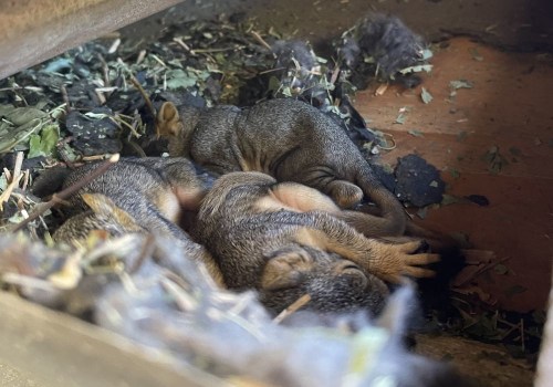 Rodent Control In Rocklin, CA: How Wildlife Removal Services Can Save The Day