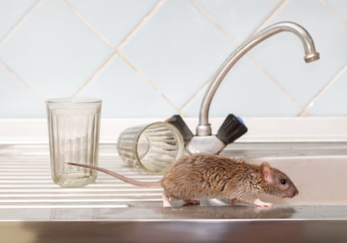 Rid Your Home Of Unwanted Guests: The Ultimate Guide To Rodent Control In Calgary