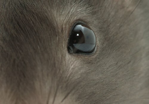 What scent will keep rats away?
