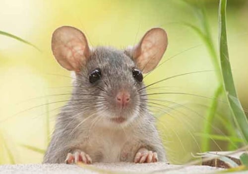What is the best rodent deterrent?