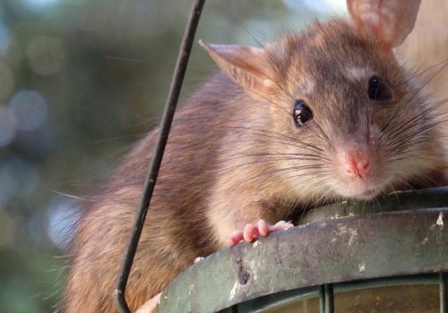 Rodent Control In Beaver Falls: Why Your Business Needs A Commercial Pest Control Plan