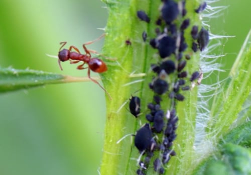 How do you control pests?