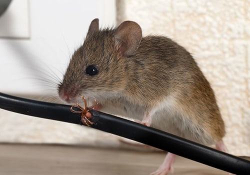 Why do we need to control rodents?