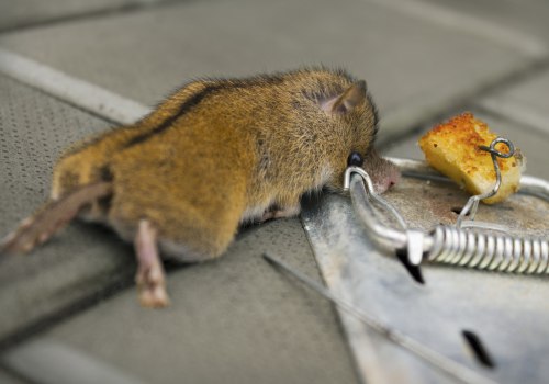 The Cost Of Using A Rodent Control Services In Dallas