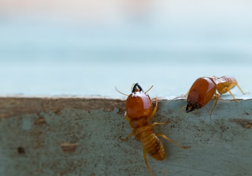 Protecting Your Home: Pest Treatment Services In Fayetteville, GA and Rodent Control Solutions