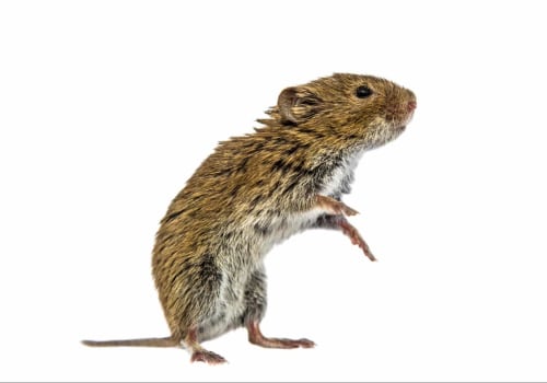 Vole Removal In Nashville: A Key Step In Complete Rodent Control