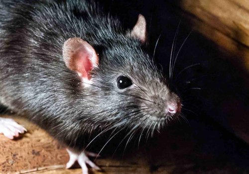 What do you need to control rodents and other pests?