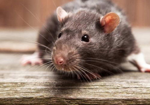 Rodents In Greenbelt: A Critical Reason To Take Pest Control Seriously