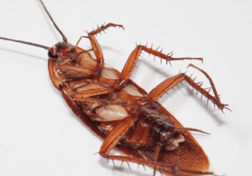 How long does it take pest control to get rid of roaches?
