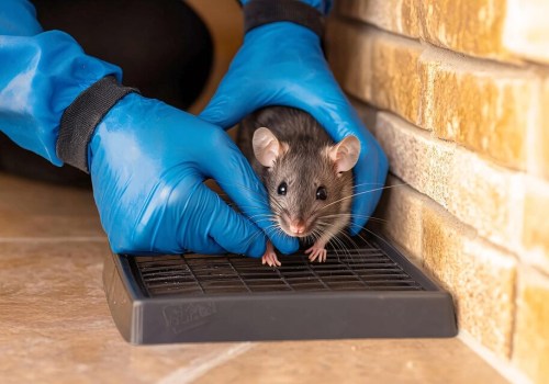 Rodent Control Beyond Pest Removal: Protecting the Structure of Your Home