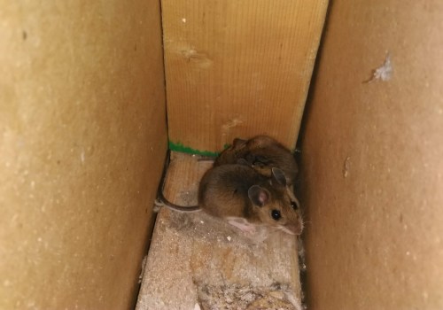 Why Ignoring Rodent Control Leads to Repeated HVAC Breakdowns