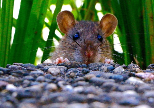 What do rodents hate?