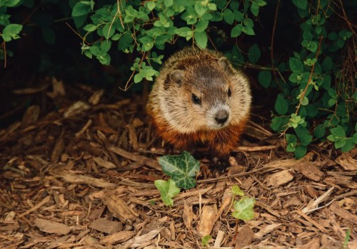 Why Groundhog Removal Is Essential For Comprehensive Rodent Control In Murfreesboro, TN