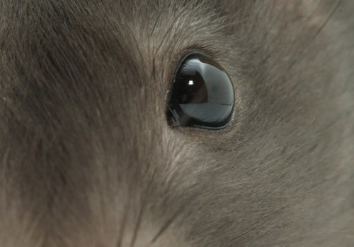 What odor do rodents hate?