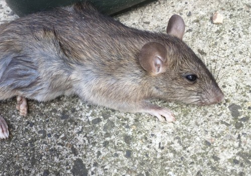 How much for rodent pest control?